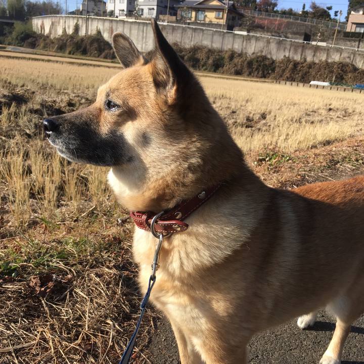 9c4219fd 5f9f 4305 8c28 723a3d526a65 1513490233471