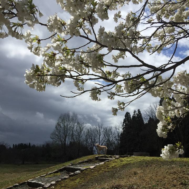 9c43dd21 ad9c 431e 8803 da4b3a417793 1555253240183