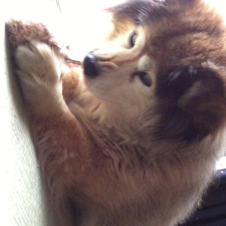 9c472c4a 8626 461e 9206 6309a38302dc 1624186126946