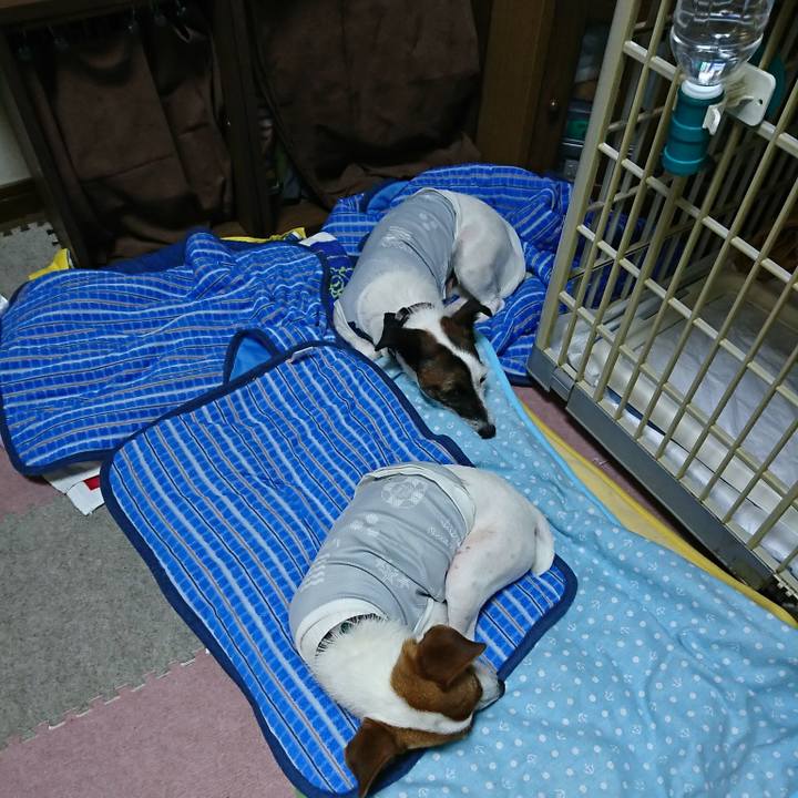 9c4d4cec 9df8 4e67 8f9d 655be6ed6935 1530959305417