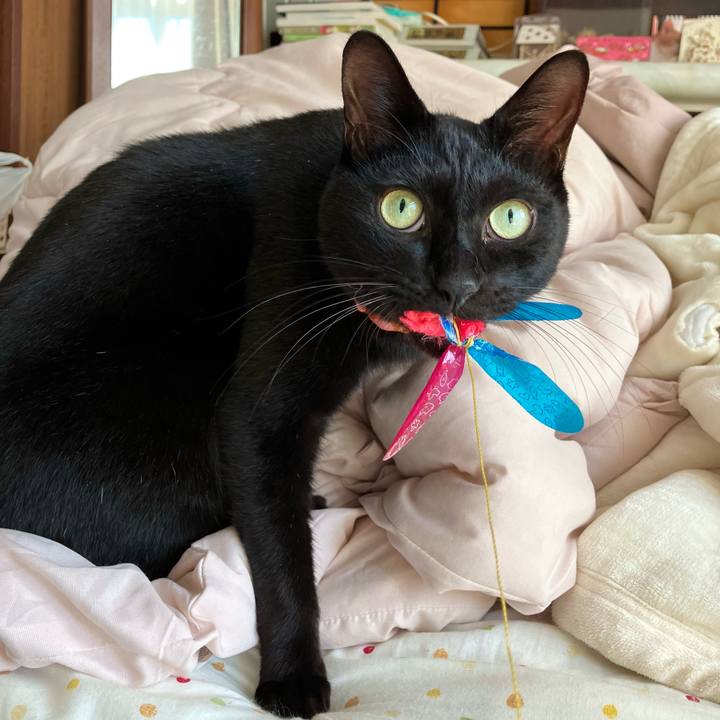 9c4dca23 f3f5 4c21 af49 676c65698c64 1731205689256