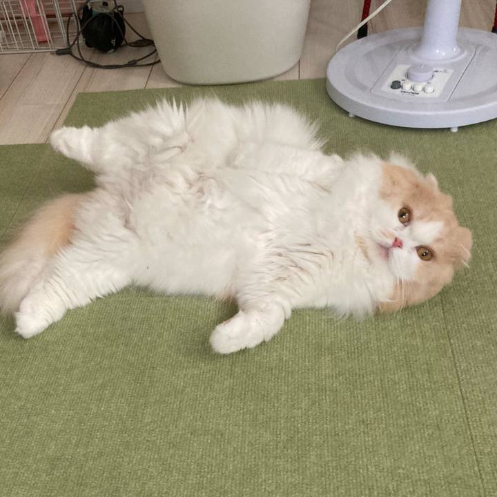 9c4f76c4 b430 4870 80e7 5a24ac23fc4f 1624758419526