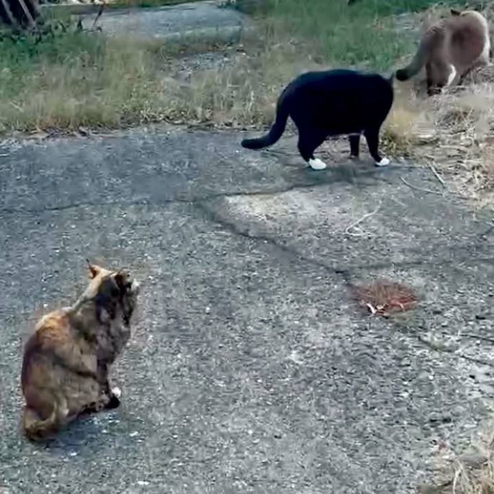 9c4f8ed2 1184 4e00 9149 86d538a365d0 1770864851384