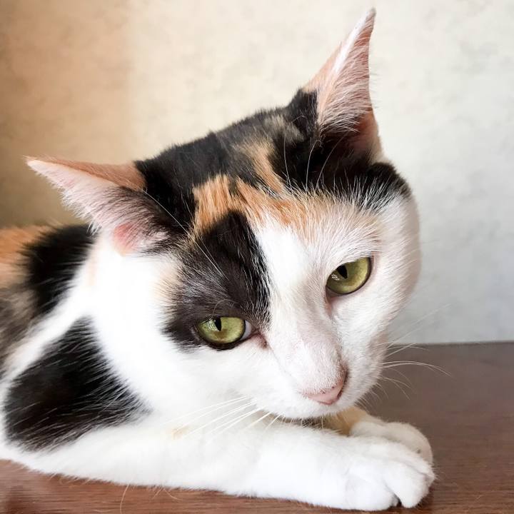 9c4f9571 00f2 482b b2b8 f880fa94da4d 1532829787592