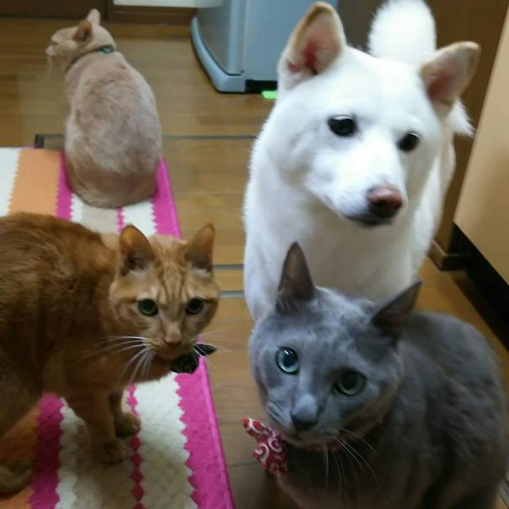 9c4fe47d 2222 49ab a24b 7e24165b7966 1521798723456