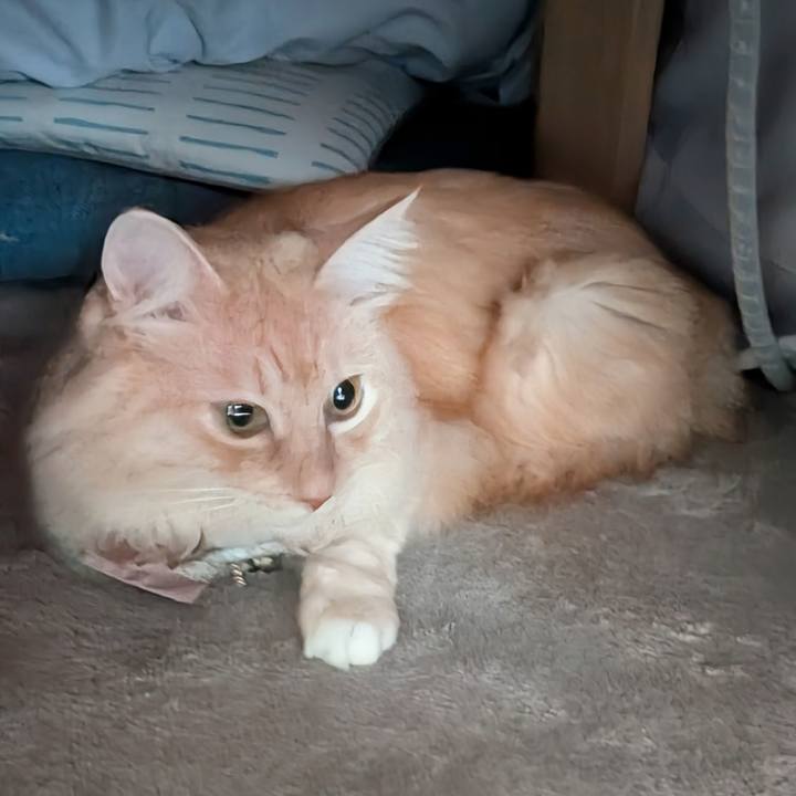 9c507a5e 893b 4342 b1b0 0e9ccf5e5e2d 1732149807715