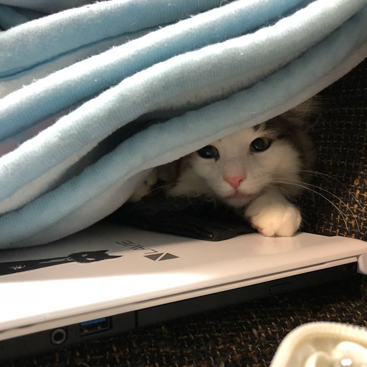 9c529059 492c 451d a493 e296d4764431 1516591775080