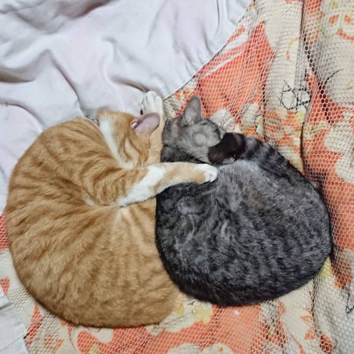 9c52a4d4 3f39 4879 bbf1 49921fb2c872 1606044104115