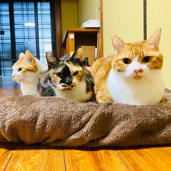 9c546fe0 3c16 44da bf28 8887d99489aa 1699828348618