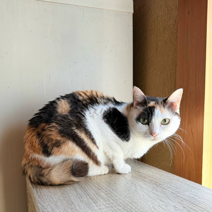 9c577a2a 4449 4dda 8f6f e9c99da7eb7d 1747533804115