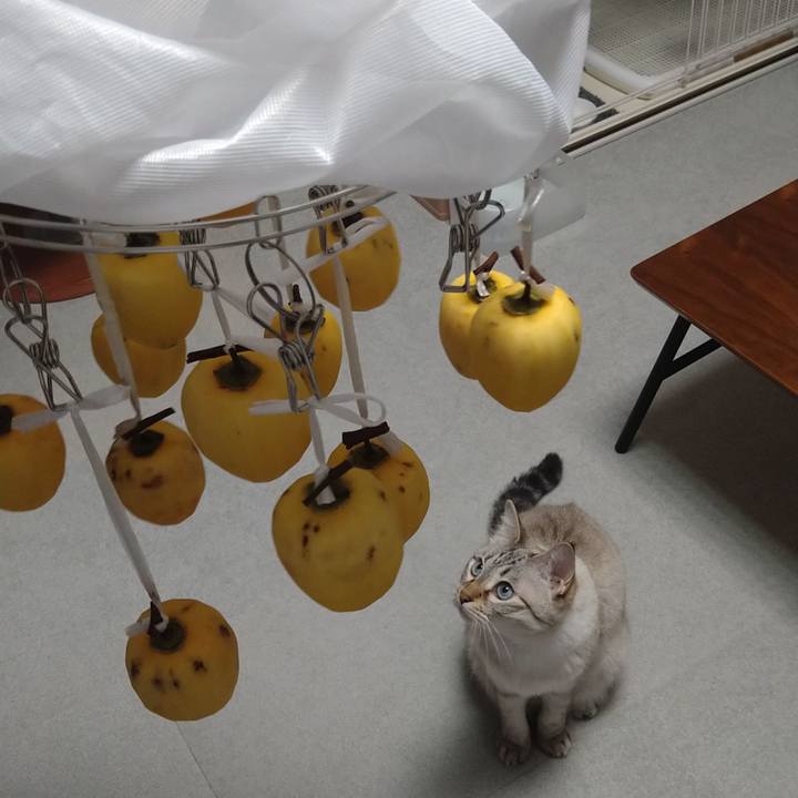 9c58990f 529f 4d93 99dd f6fa8ee35bd0 1668341344187