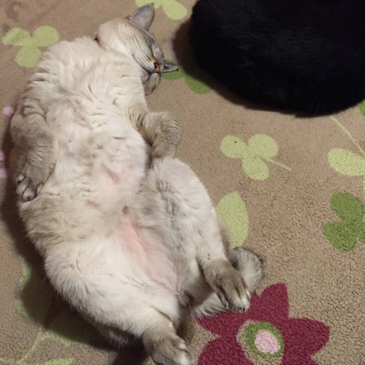 9c5961a2 aa11 4864 b24a 11276c9b1787 1546776219320