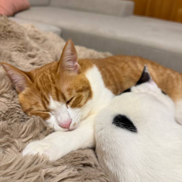 9c5cc08e 16fb 4348 9a84 df7e506fe3ce 1770814957591