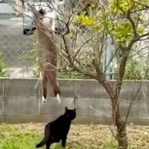 9c5d8e88 6985 42c3 8a3c 3a1f2f4176db 1748830729923