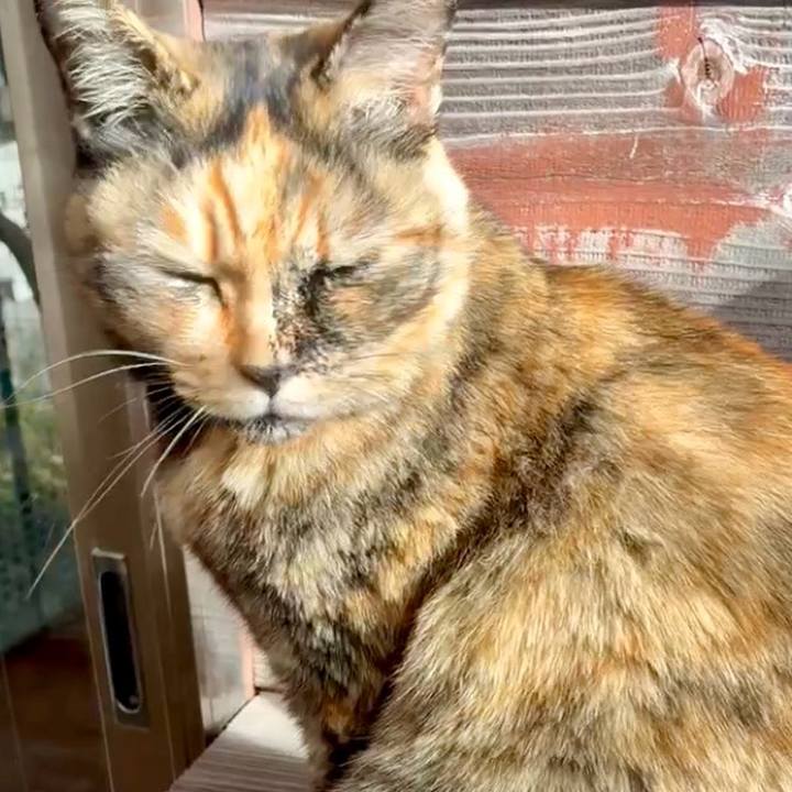 9c5de961 dc73 4cf2 8add 0ab619a8ecf8 1764555287738