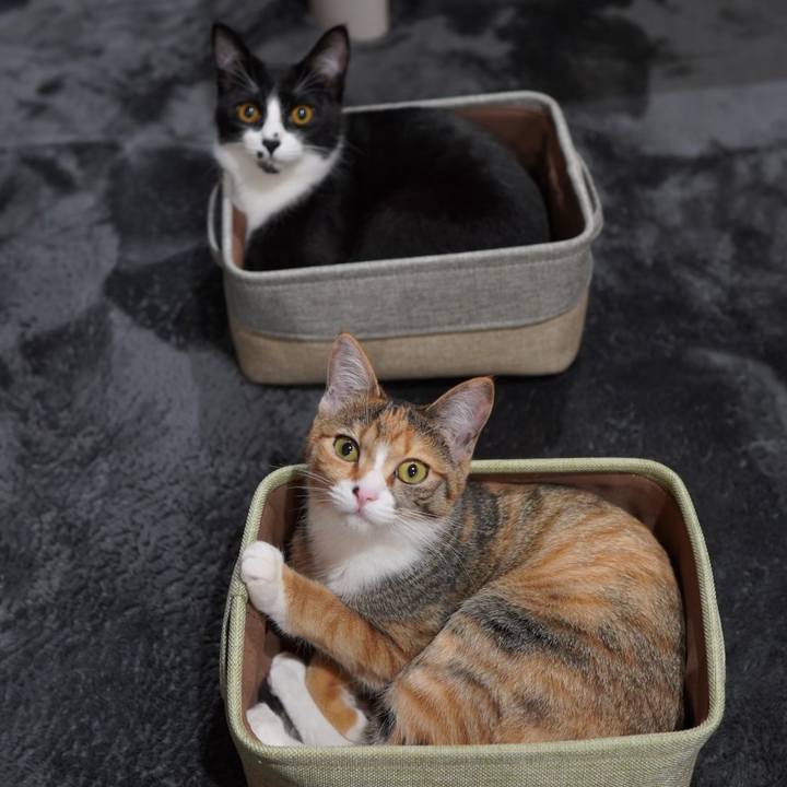 9c60a29d a6d4 4e33 8a29 26c25930ab3f 1583883026386