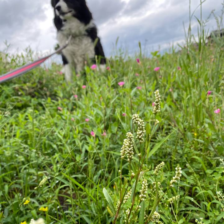 9c60a3b1 fea8 42eb b689 42d714a1809d 1621564776728