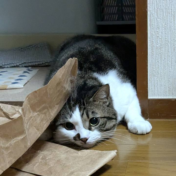 9c60b338 4bc2 45e1 ac5f 0e6aa0a31bdb 1729377504444