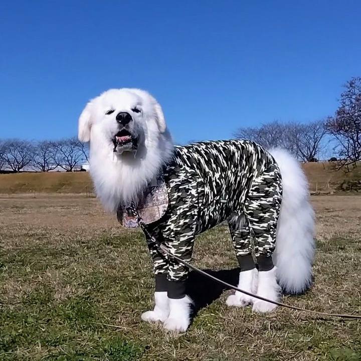 9c6387aa 4a3e 4ea0 95f3 41a5e7a960ba 1671145547695