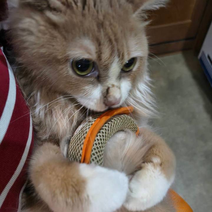 9c67a42a 8da3 4d8e abac 2fd22904776c 1766171258321