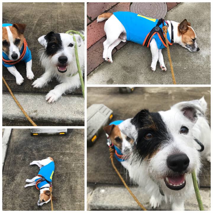 9c67d11d 33b6 4f0b b44d c53b251b7f60 1530855653827