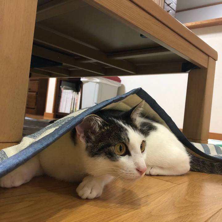 9c69ace5 1089 48ef 8ede d8c7b048d257 1588683509211