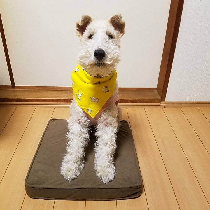 9c69afd2 dd9b 47fd 9163 6856f38bd60d 1521633118761