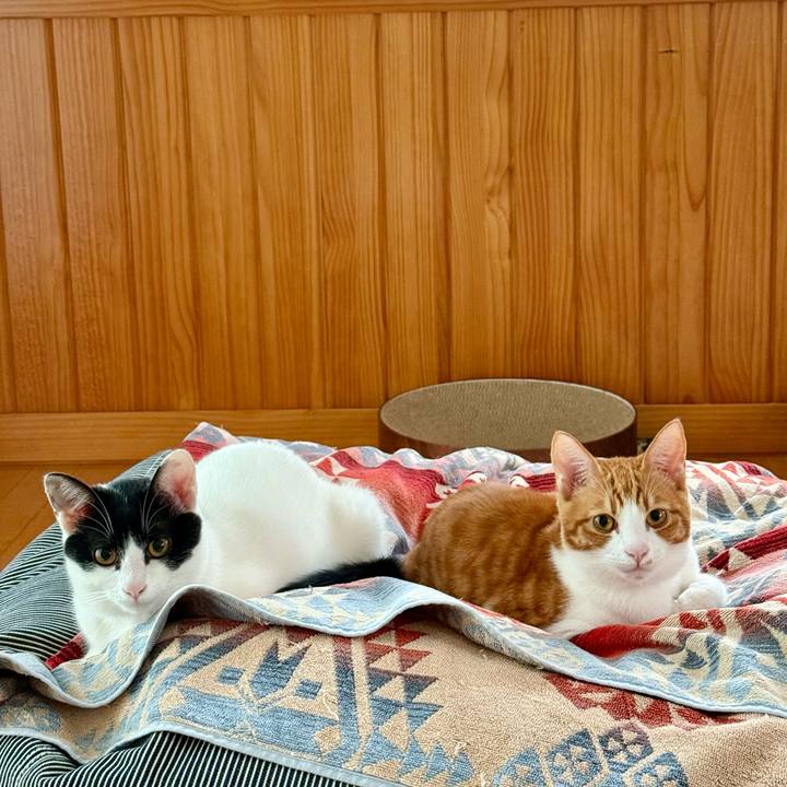 9c69cc4d 3a7b 4af2 a9b3 38567f682bd9 1761619626596