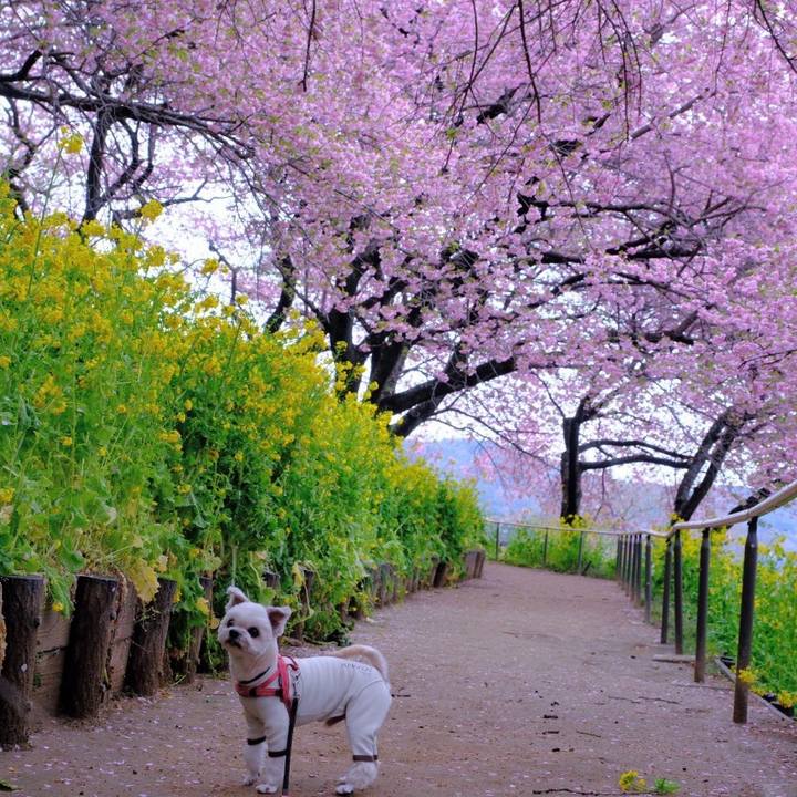 9c6ad017 af4c 48b2 a1b0 fead2270a1ab 1741084635444