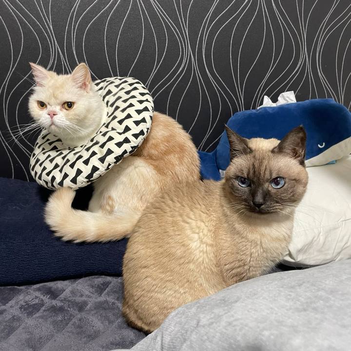 9c6c8eff 1d3e 4625 a447 5b355e3c544a 1766206784412