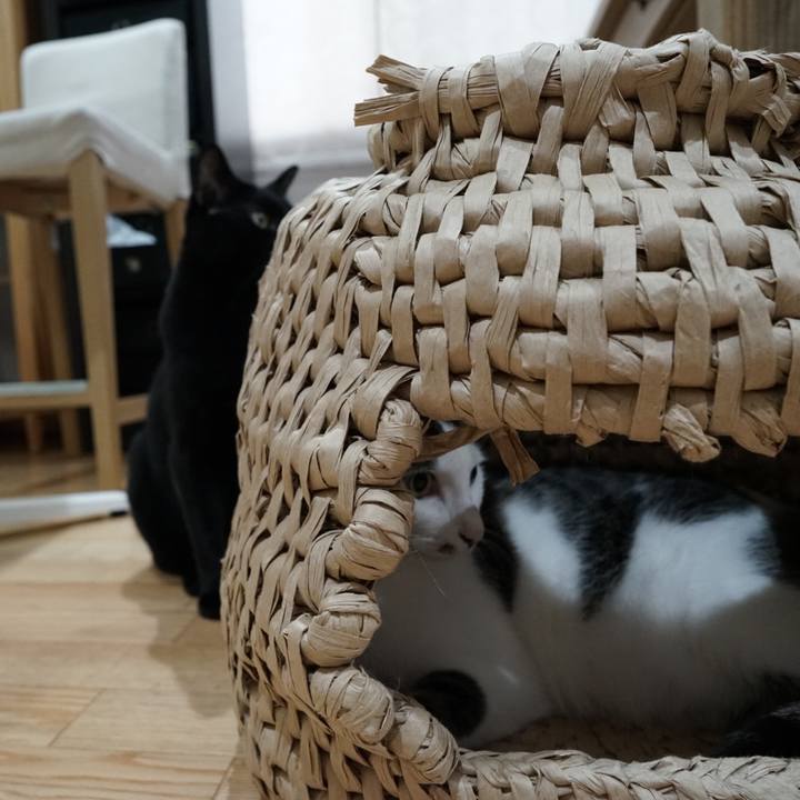 9c6d6b1d 3cb9 4c4d 8e6d f60c3d6c8032 1558305569145