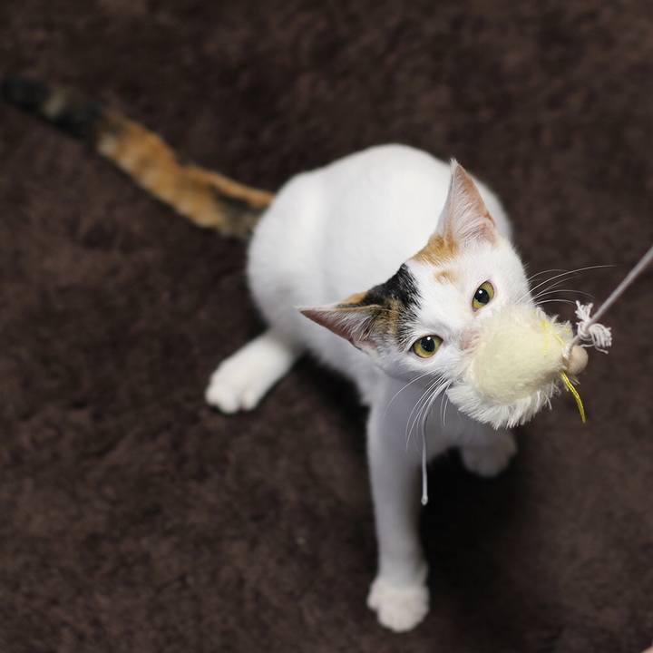 9c70ec63 90ad 421a bbc2 7e0cf2a544cc 1542517994245