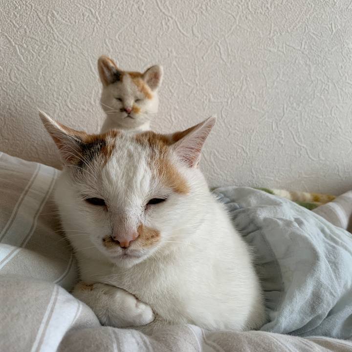 9c72380a ad45 4649 b8a2 7bf2f98f629f 1564059670055