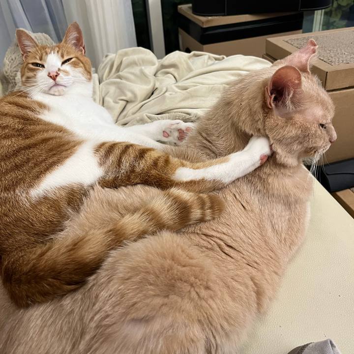 9c74d862 7723 4353 adaf fe509b64df71 1716804529959