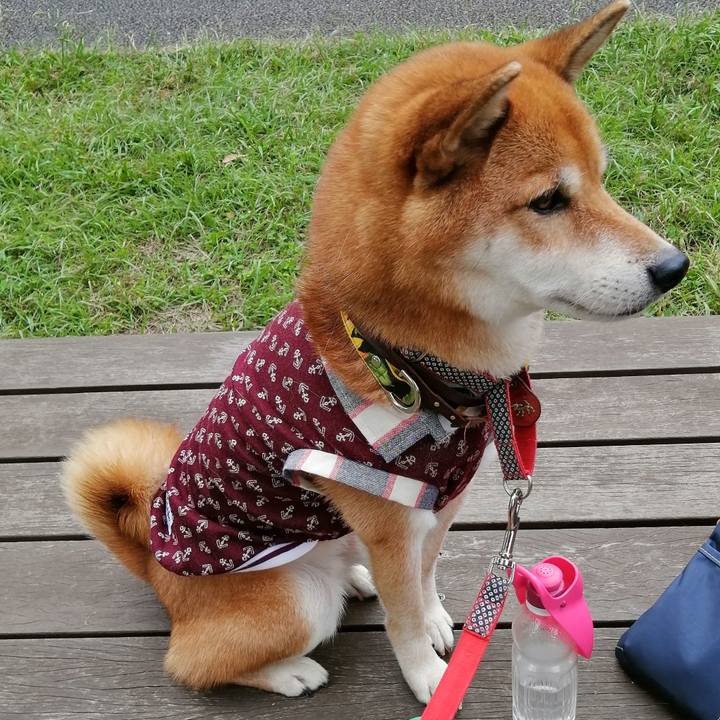 9c77a435 e338 4b33 b87b 9ca0f8443c2c 1601807143258