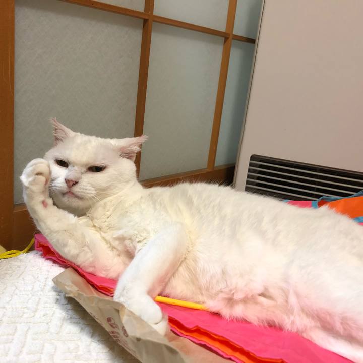 9c7979d0 1bed 4550 91fb eff24458753a 1533811742158