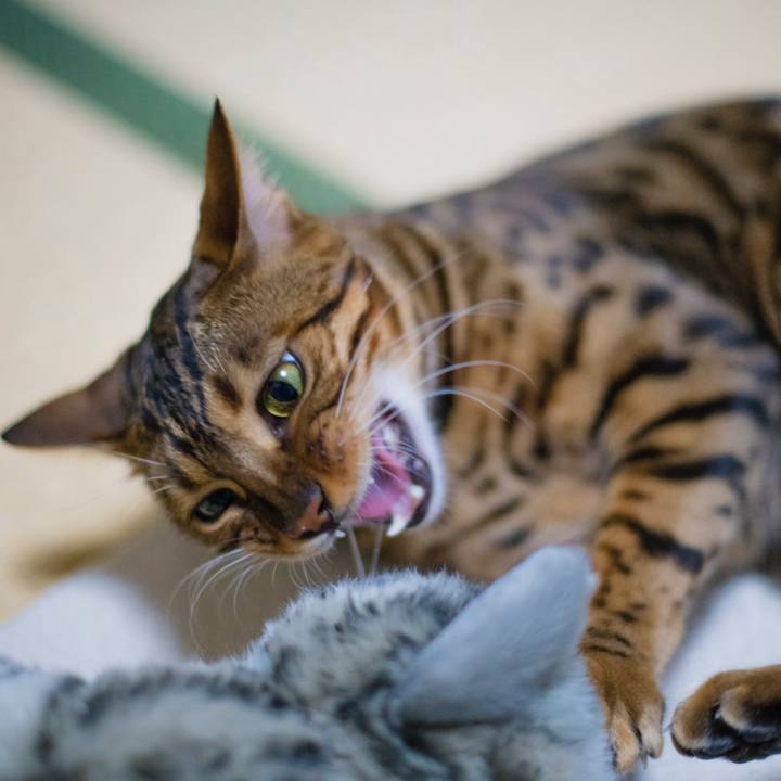 9c7aef84 e13d 4eb7 9cc9 cf1dea5c40a3 1521765029459