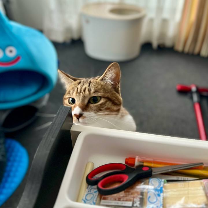 9c7b7c19 579d 4190 9cfa 5a62ec1a8d03 1763384107646