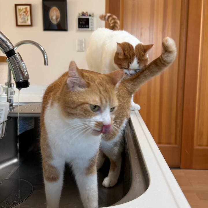 9c7c1a16 c2c1 46ff a16b 144731e9b1b3 1770258784371