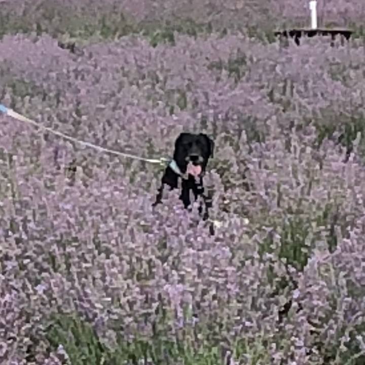 9c7c37fd adcc 4693 8980 6b9ac804ca6c 1534740779735