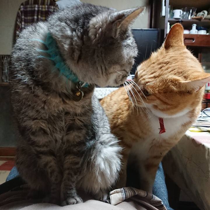 9c7c82bc 1efb 456d ae95 cecbb51e644c 1575101296589