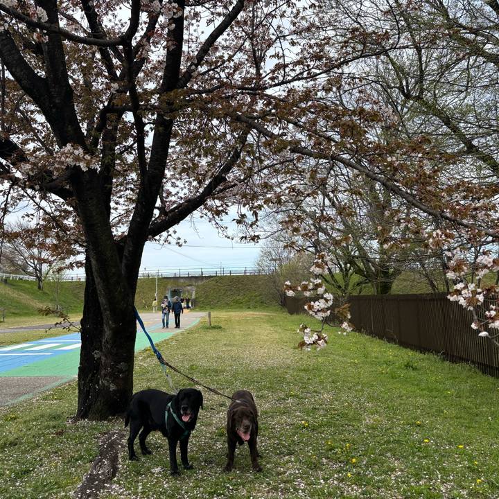 9c7d04dc 31d8 4894 a289 7d777dd5f9c4 1775567512807