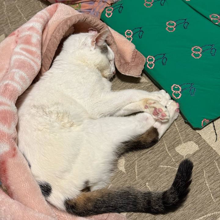 9c823c12 7847 4259 8d1a 6229369dc7f7 1761900895296