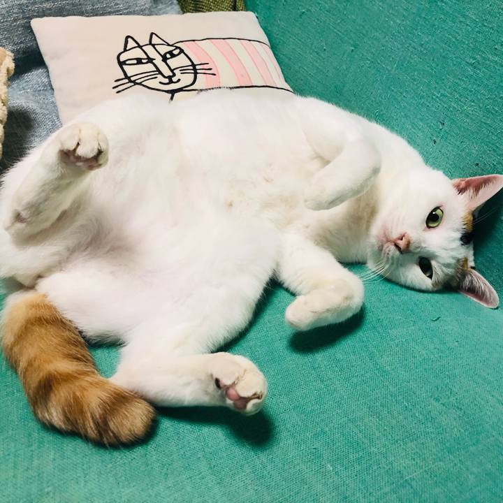 9c82c326 50a9 41cd b6ec 720484ced99f 1762005309531