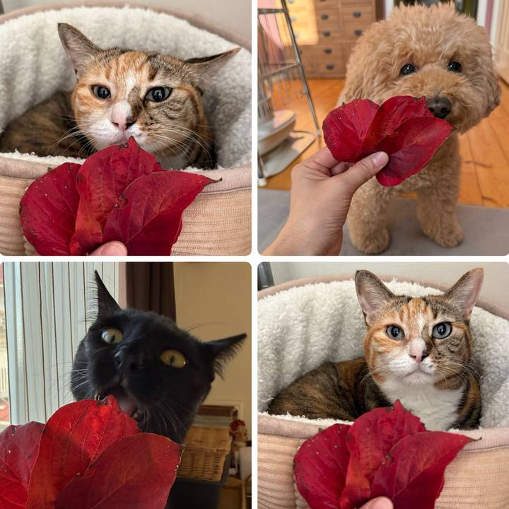 9c854265 06a4 4543 84da 1f261437ec60 1763159533848