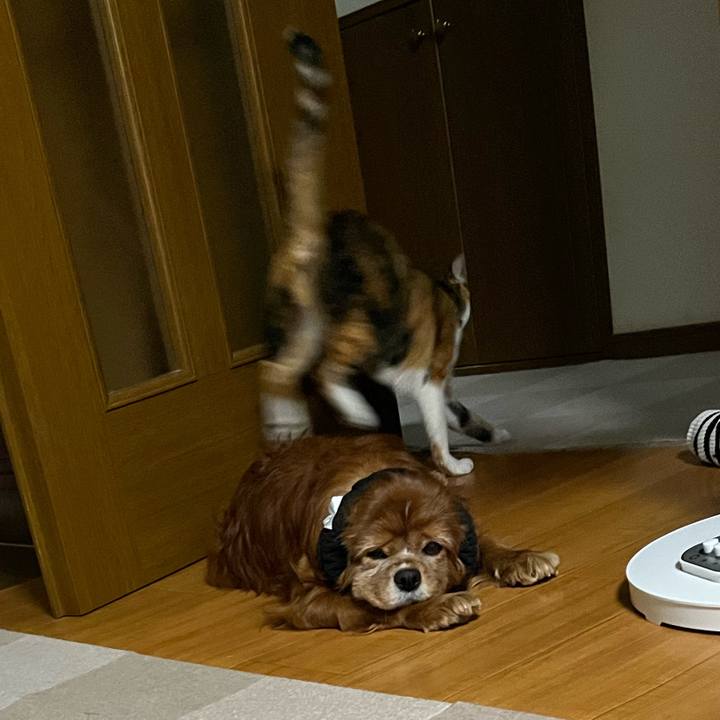 9c85a8f7 a58f 40ea 8db0 a91ad0b00ecf 1742854686298