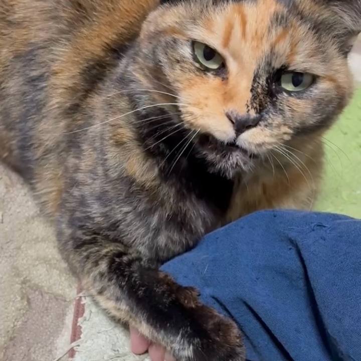 9c8d06a9 c52c 4b70 bb08 c6a8ac04dbb3 1762250667750