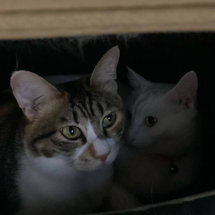 9c94f3cf c3d1 4961 b00e adfec663d52d 1699690773201