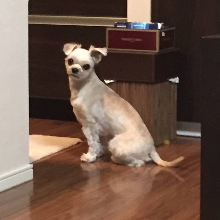 9c9a49bf 96d3 4fa1 ba4e 78ef2748fe74 1546086029800