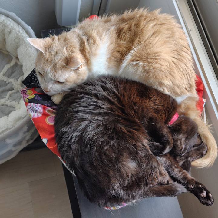 9c9c50d2 672d 4ebd 9303 8975cbcbec36 1743987872614